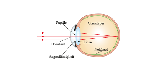 ././Physikkurs/geometrischeoptik_linsenabbildungen/images/Auge.png